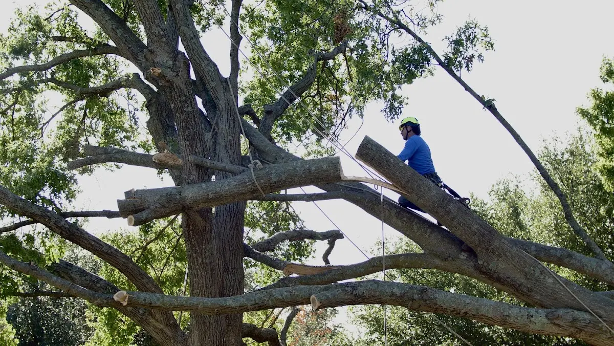 Professional Crown Thinning performed by certified arborists in Thiells